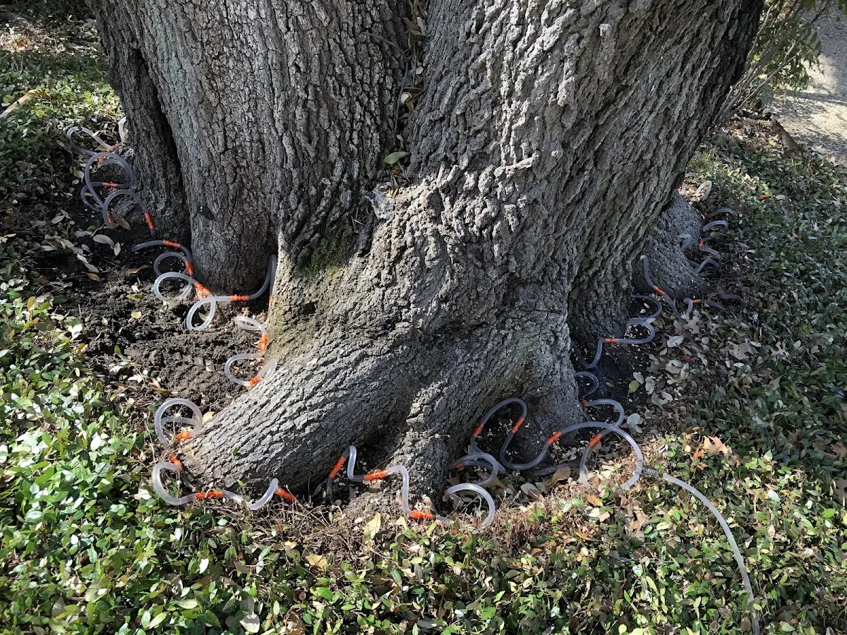 Detailed Tree Cabling and Bracing job site in Deanville
