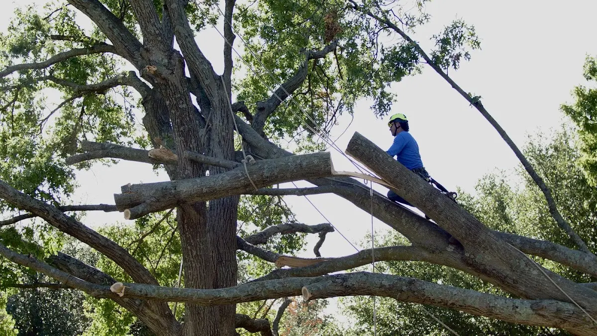 Professional Hazardous Tree Removal performed by certified arborists in Deanville
